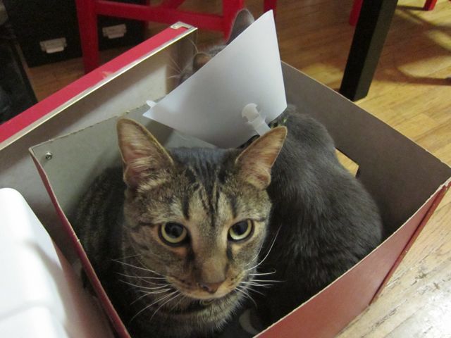 Sunday Snapshot: File it Under "C" for Cat | Red-Handled Scissors