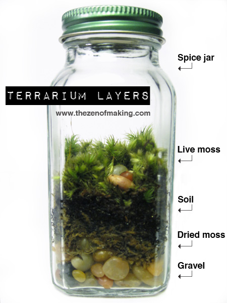 Moss Terrarium: How To Make One In 5 Easy Steps